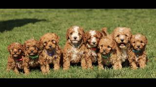 Video preview image #1 Cavapoo (Miniature) Puppy For Sale in RONKS, PA, USA