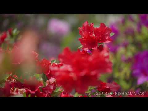西山公園　つつじ　プロモーションビデオ（2021）