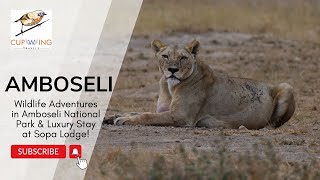Wildlife Adventures in Amboseli National Park & Luxury Stay at Sopa Lodge!