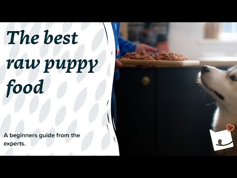 The Best Raw Puppy Food | A Beginners Guide From The Experts