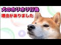 【驚愕祖先】犬がホリホリする理由知ってた