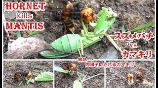 [閲覧注意！]スズメバチvsカマキリ