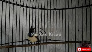 Download lagu SOGON BAHAN MANAPUN DIJAMIN LANGSUNG NYAUT DAN IKUT BUNYI mp3 Download lagu SOGON BAHAN MANAPUN DIJAMIN LANGSUNG NYAUT DAN IKUT BUNYI mp3