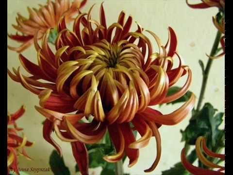 Igo Nepiesauc mani vēl