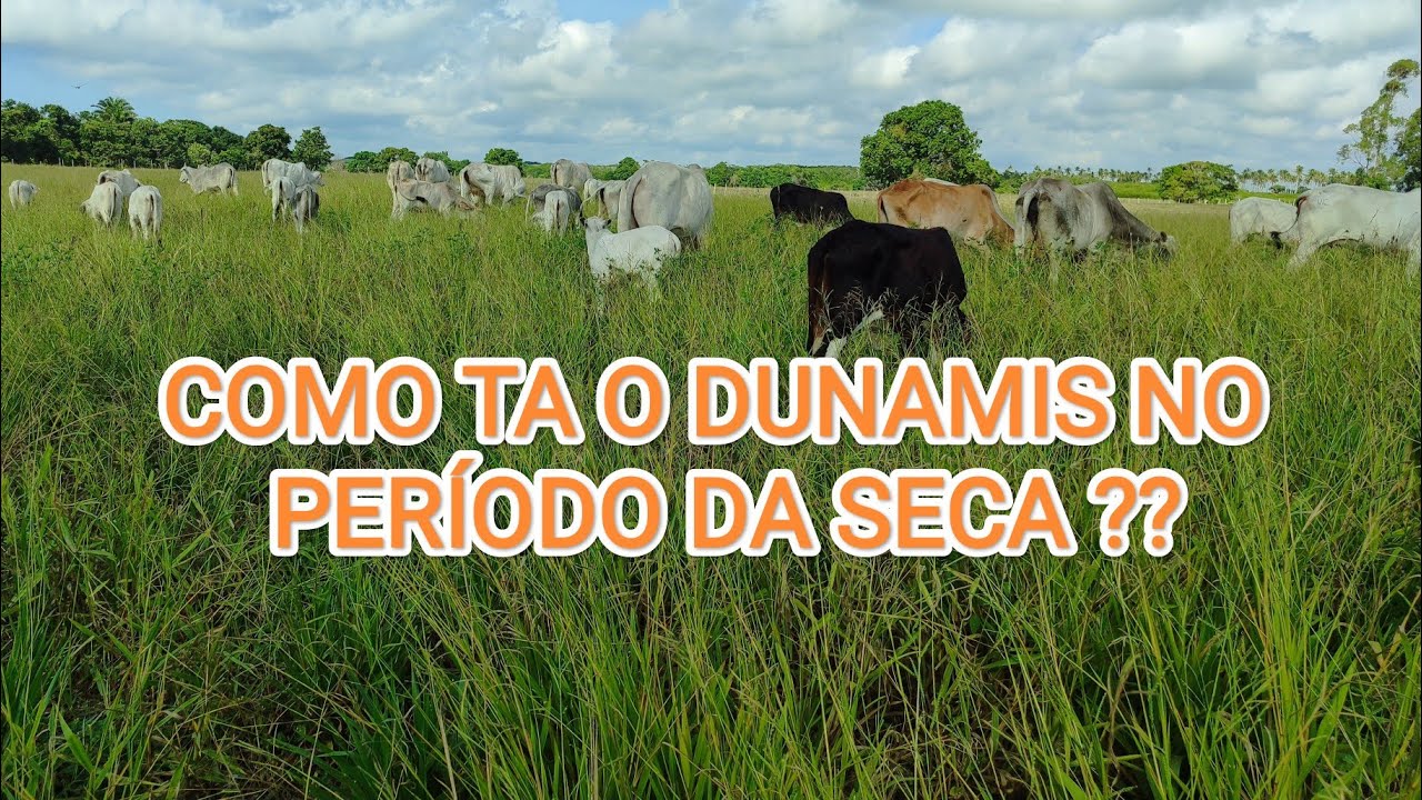 Primeiro Pastejo do Gado no Capim Dunamis!! Aguenta ou não??