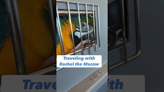 Comforting Macaw Parrot During Travel