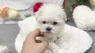 マルチーズの動画02