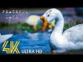 4k Peaceful Lake Sounds Relaxing Piano Music Canadian Goose Swans And Seagulls 4K UHD 4k NATURE