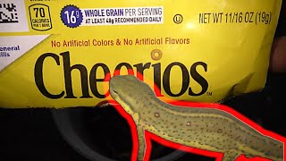 Tricking Newts to eat cereal