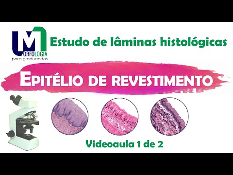Epitélio de revestimento  - Estudo de lâminas histológicas. VIDEOAULA 01/02