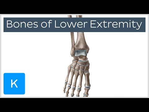 Overview of the Bones of the Lower Extremity (preview) - Human Anatomy | Kenhub