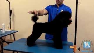 Groom Tv Br - Modernn Clip em Poodle - Johnatan Skolimoski - Full HD #73