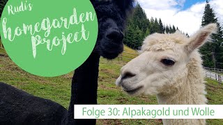 Alpakas - Folge 30 - Alpakagold und Wolle