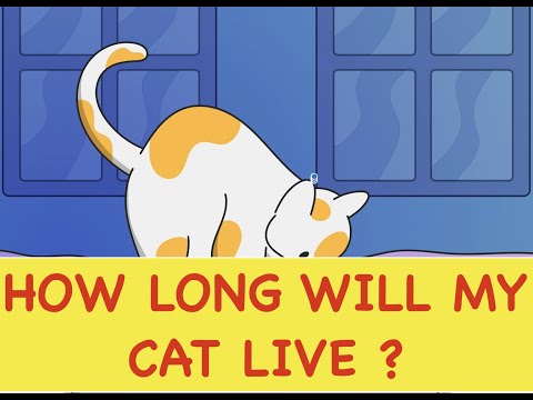 How long do cats live? Cat life span?