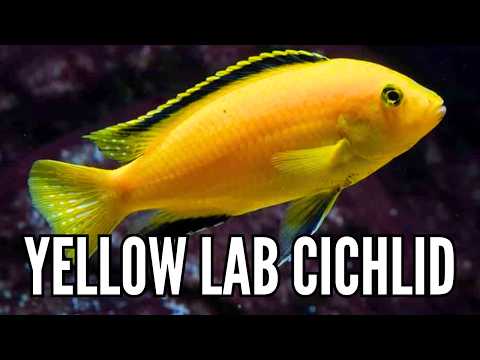 Yellow Lab Cichlids — care guide a species profile
