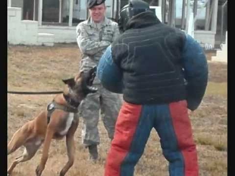 Military Working Dog "Arko"