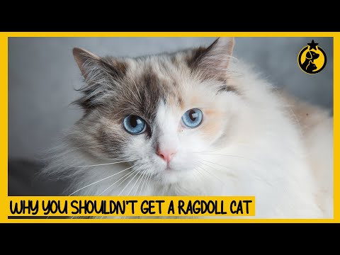 5 Reasons Why You Shouldn’t Get a Ragdoll Cat