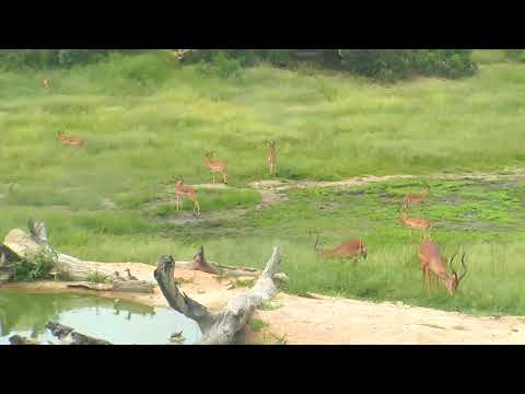 Djuma: Impala herd with Wildebeest and Nyala bulls -  03/04/19