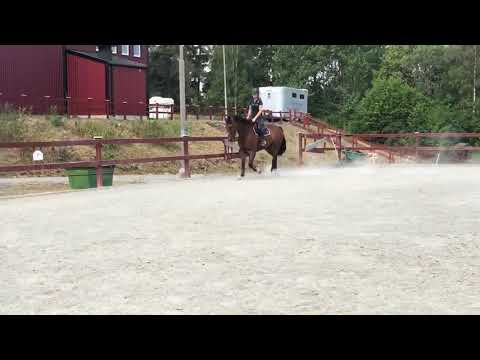 Geldorados 7yo by Eldorado vd Zeshoek x Calvados