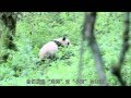 熊貓淘淘(Tao Tao Panda) 