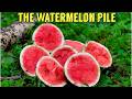 We Left A PILE OF WATERMELON In The Woods Here S What Happened Trail Camera The Watermelon Pile