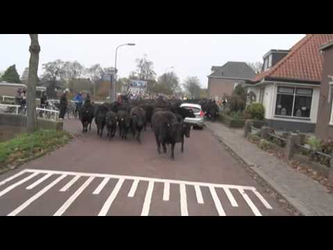 Ruim honderd koeien rennen over de openbare weg in Benningbroek