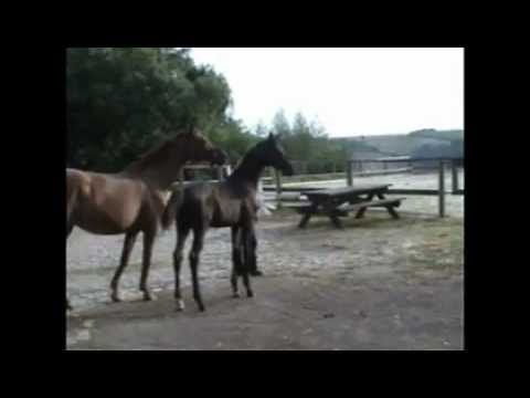 Oldenburger Hengstfohlen von Millenium