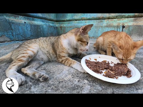 This cat does not eat but he look at food