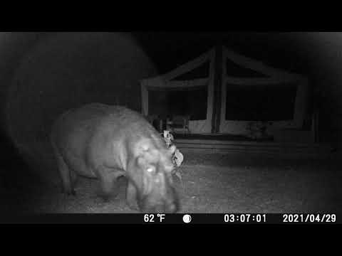 Grazing hippo caught on camera