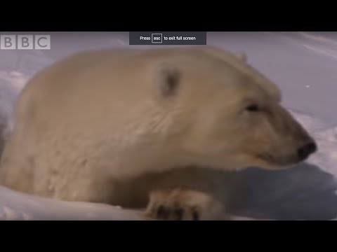 Mother Polar Bear and Cubs Emerge From Den | BBC Planet Earth