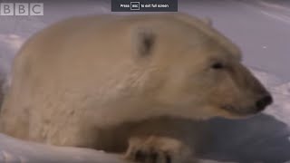 Mother Polar Bear and Cubs Emerging from Den - BBC Planet Earth