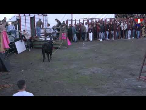 2026 01 17 Vaquillas de San Anton