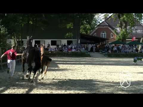 CH130 Hengstfohlen von Cascadello   Caretino   Chamisso