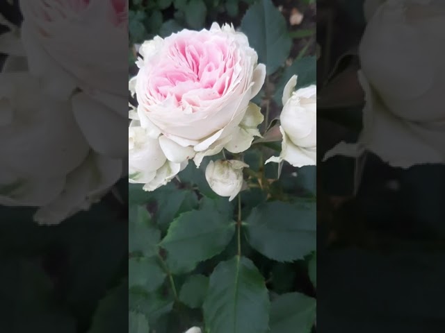 Pashmina (Pompon Flower Circus)Kordes, Пашмина.