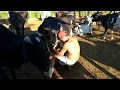 Tirando Leite Das Vacas No Curral Pela Manhã Vaca Deu Um Corretivo Em Seu Filho De Criação