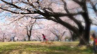preview picture of video 'Cherry  blossom  sinsyu  inadani  japan'