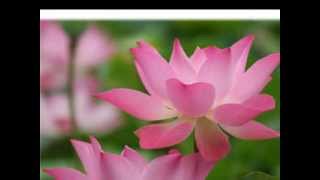 บทสวดมนต์ธรรมจักรกัปปวัตตนสูตรพร้อมคำแปล