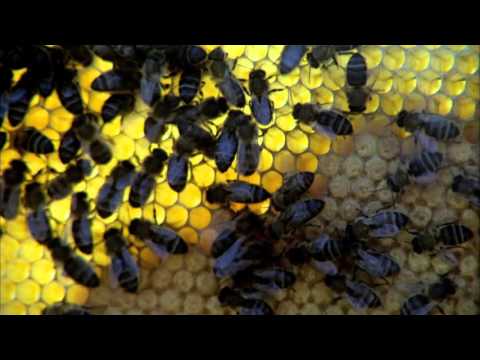 Film Series Trailer - Spirit of the Beehive