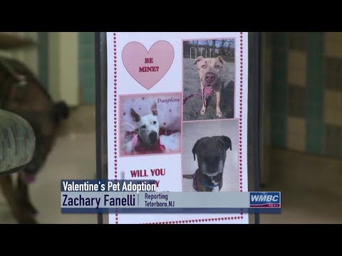 NJ Teterboro Valentine’s Pet Adoption