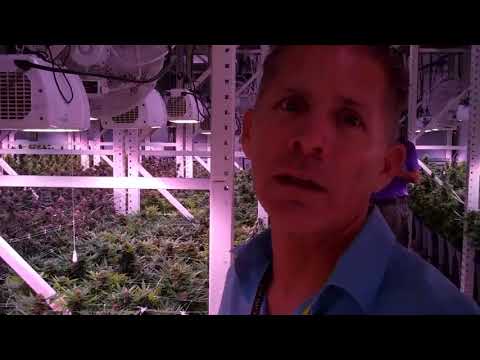The Grove Las Vegas - Most Advanced Grow Room Ever?