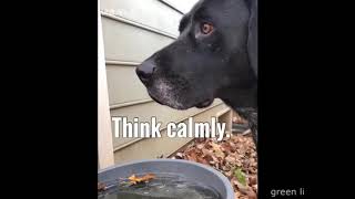 Смешные Приколы с Животными до Слез №96