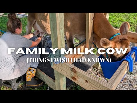 Owning a Family Milk Cow | Things to Know Before Getting a Dairy Cow