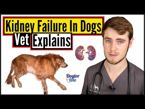 Kidney Failure In Dogs | Everything You NEED To Know | Veterinarian Explains | Dogtor Pete