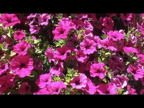 Petunia rosa: Petunia hybrida