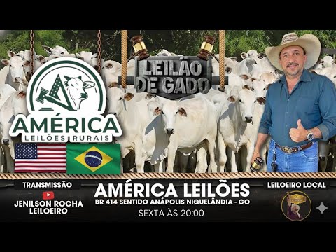 AMERICA LEILÕES NIQUELÂNDIA-GO 12/12/2025 LIVE JENILSON