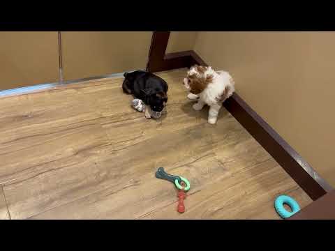 Cavapoo - 4598 video preview