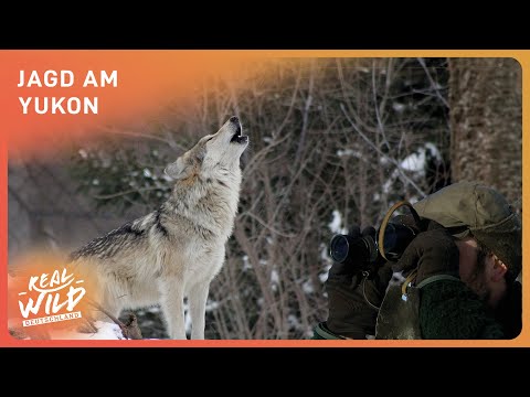 Jagd am Yukon: Extremes Klima, Extremes Leben