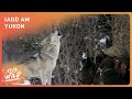 Jagd Am Yukon Extremes Klima Extremes Leben