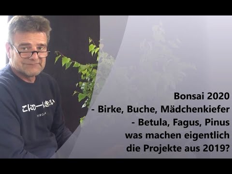 Bonsai 2020-27 - Birke, Buche, Mädchenkiefer - was machen eigentlich die Projekte aus 2019?