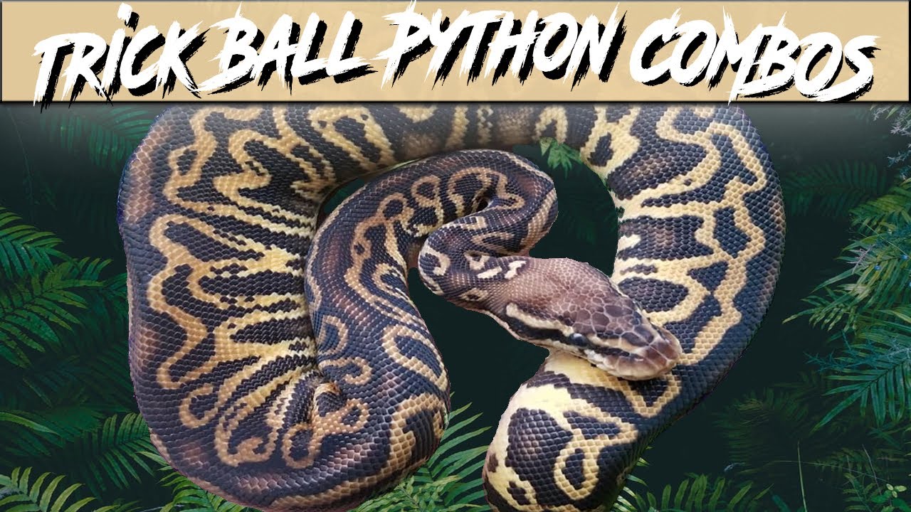 Trick Ball Python Morph Combos | Jack's Reptiles